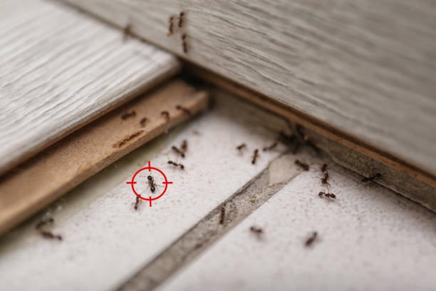Best Flea Control Services  in Cedar City, UT