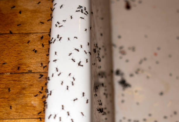Best Best Pest Control Companies  in Cedar City, UT